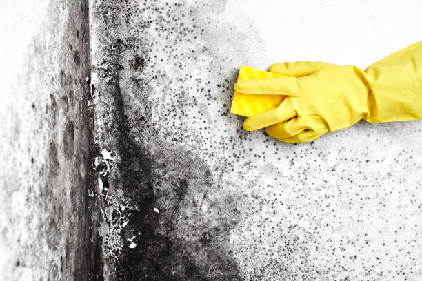 Best Crawl Space Mold Removal  in Galena, OH