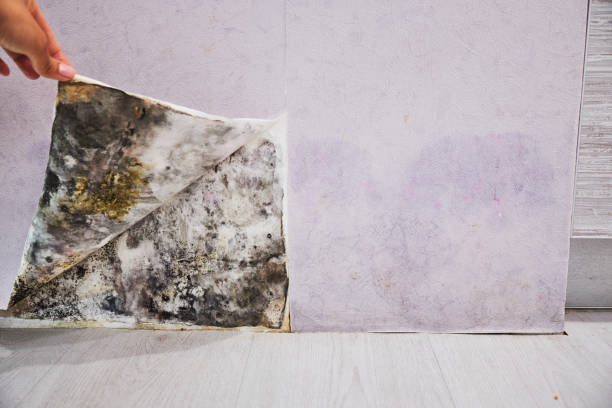 Best Mold Remediation  in Galena, OH